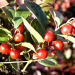 Gaultheria procumbens Big Berry