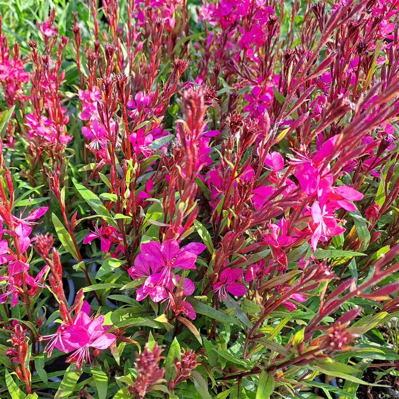 Gaura lindheimeri Belleza Pink