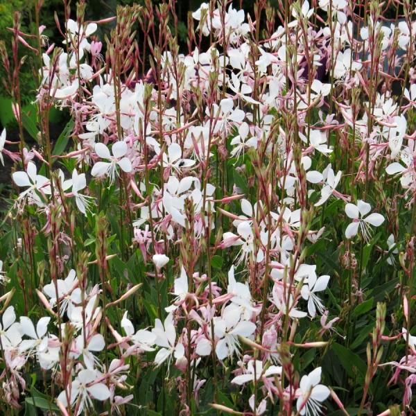 Gaura lindheimeri Belleza Early White