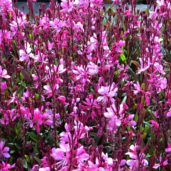 Gaura lindheimeri Gaudi Rose