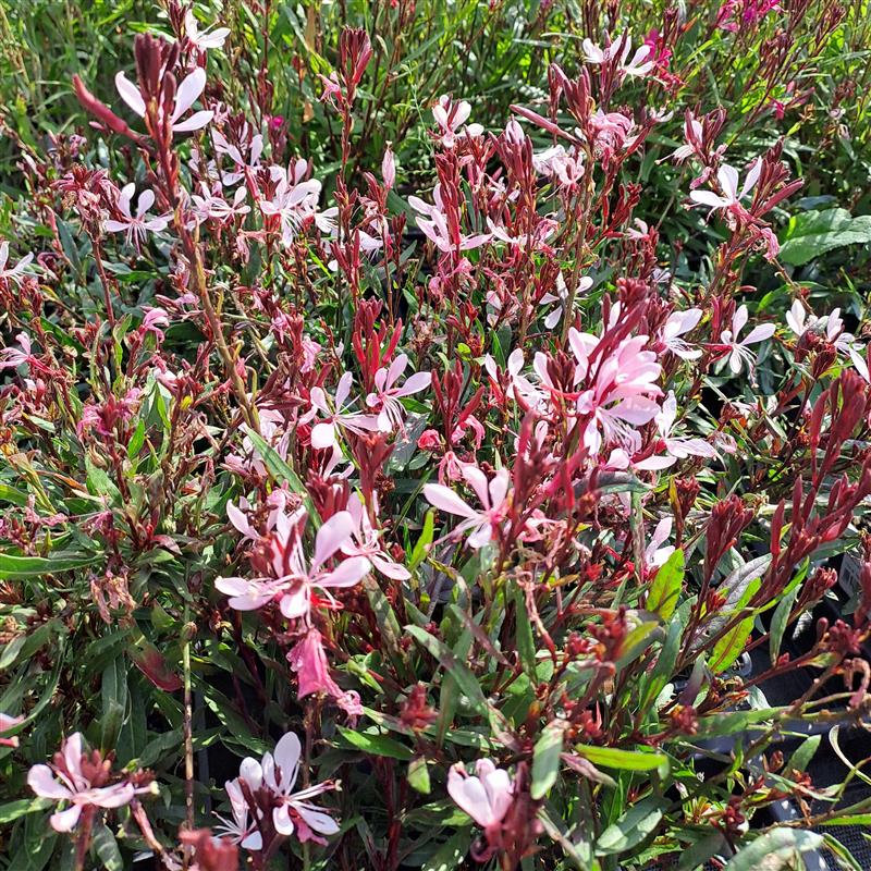 Gaura lindheimeri Pink Budget
