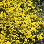 Genista pillosa Vancouver Gold