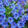 Gentiana acaulis Frohnleiten