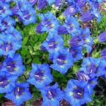 Gentiana acaulis
