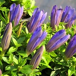 Gentiana makinoi Luist Easy Blue