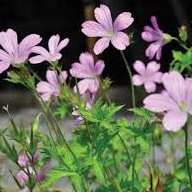 Geranium oxonianum Rose Clair