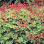 Geranium cantabrigiense Cambridge