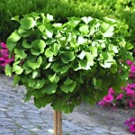 Ginkgo biloba Mariken