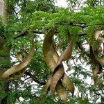 Gleditsia triacanthos