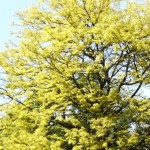 Gleditsia triacanthos Sunburst