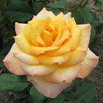 Rosa hybr. (CH)  Gloria Dei (syn. Peace, Gioia)