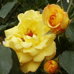 Rosa hybr. (PN)  Goldstern
