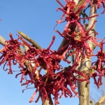 Hamamelis intermedia Diane