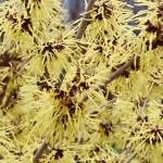 Hamamelis mollis Palida