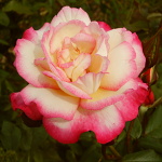 Rosa hybr. (PN)  Händel (syn. Haendel, Handel)