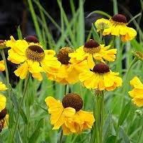 Helenium hybride Wesergold