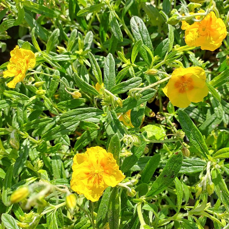 Helianthemum hybr. Golden Queen