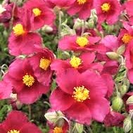 Helianthemum hybr. Supreme