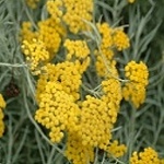 Helichrysum italicum Silver White