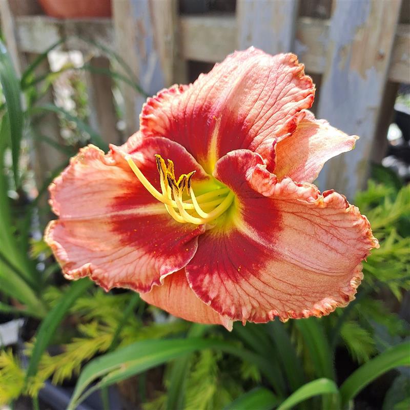 Hemerocallis x Lies and Lipstick