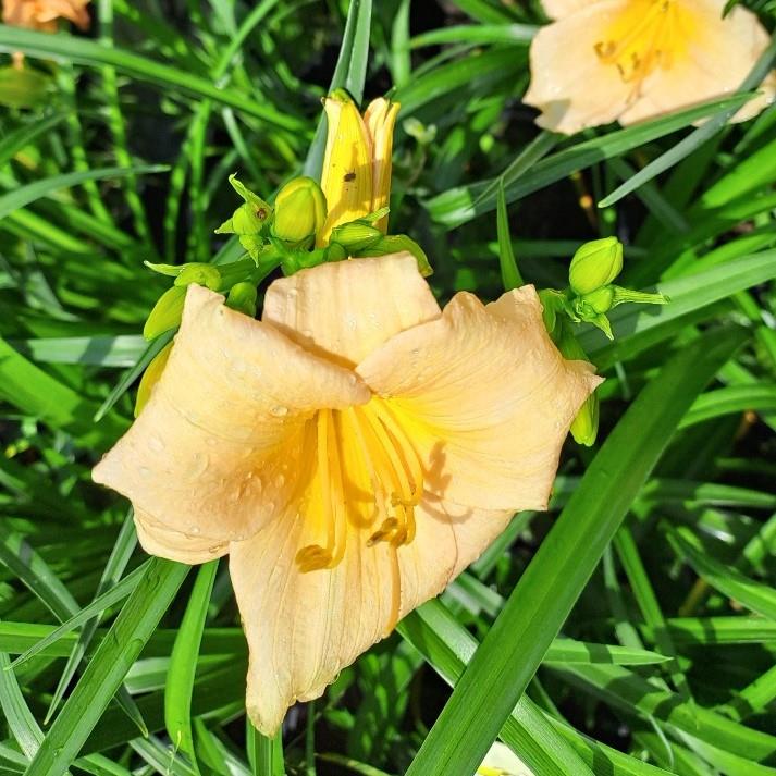 Hemerocallis x Mini Pearls