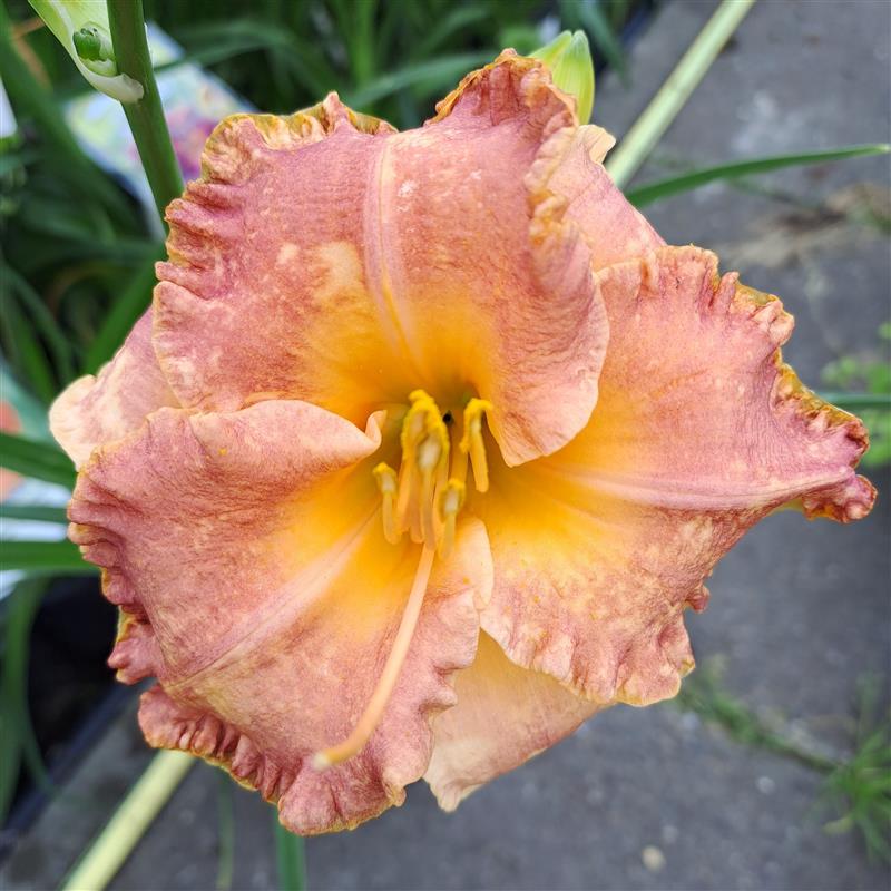 Hemerocallis x Spacecoast Starburst