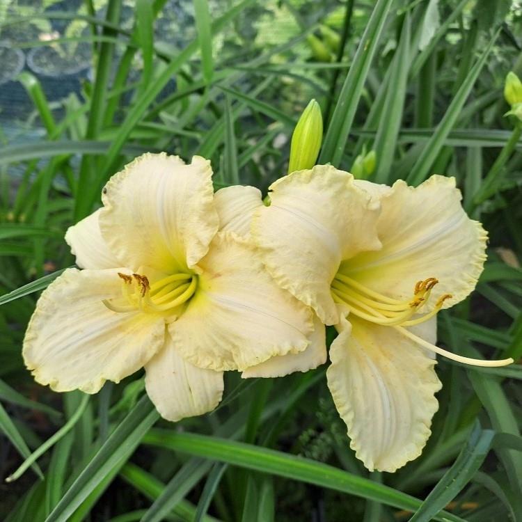 Hemerocallis x Spacecoast White Out