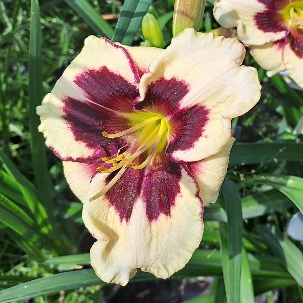 Hemerocallis x Celebration of Angels