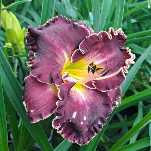 Hemerocallis x Bettylen