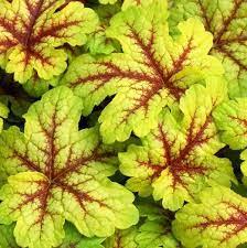 Heuchera Alabama Sunrise