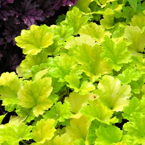 Heuchera Electra