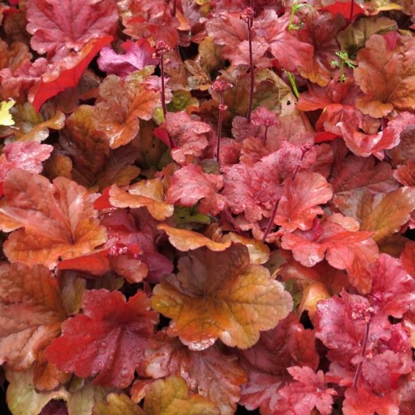 Heuchera Fire Alarm
