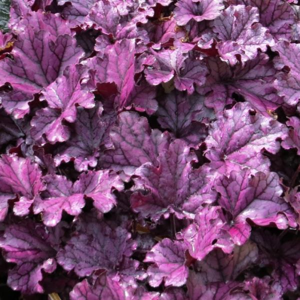 Heuchera Forever Purple