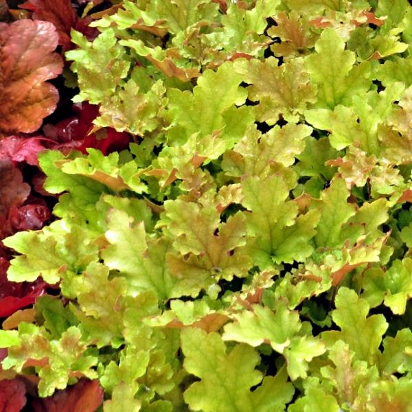 Heuchera Marmelade