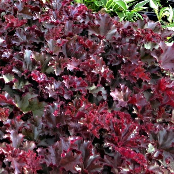 Heuchera Melting Fire
