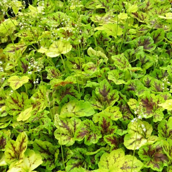 Heuchera Solar Power