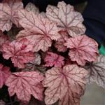 Heuchera villosa Plum Power