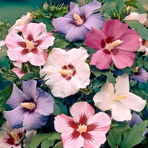 Hibiscus syriacus mix