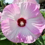 Hibiscus moscheutos Luna Pink Swirl