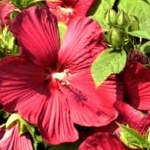 Hibiscus moscheutos Luna RED