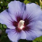 Hibiscus syriacus Blue Bird (syn. Oiseau Bleu)