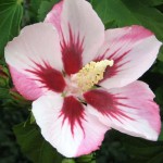 Hibiscus syriacus Hamabo