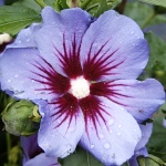 Hibiscus syriacus Marina (syn. Blue Satin)