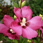 Hibiscus syriacus Woodbridge