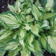 Hosta Albopicta