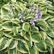 Hosta Brim Cup