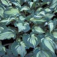 Hosta Guardian Angel