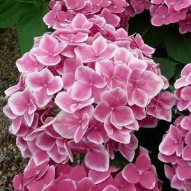 Hydrangea macrophylla Frau Mariko (syn. Lady Mariko)