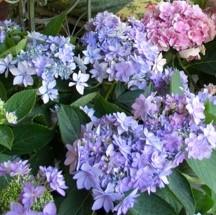 Hydrangea macrophylla You and Me Forever