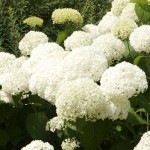 Hydrangea arborescens Annabelle (syn. Bounty)